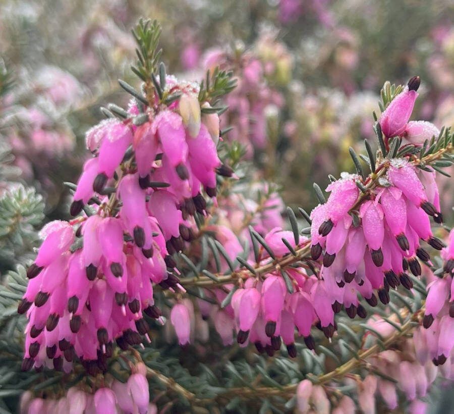 Heide Winter Rood 10 Stuks Erica darleyensis 'Rubina' P9.5 Plant Tuinplant