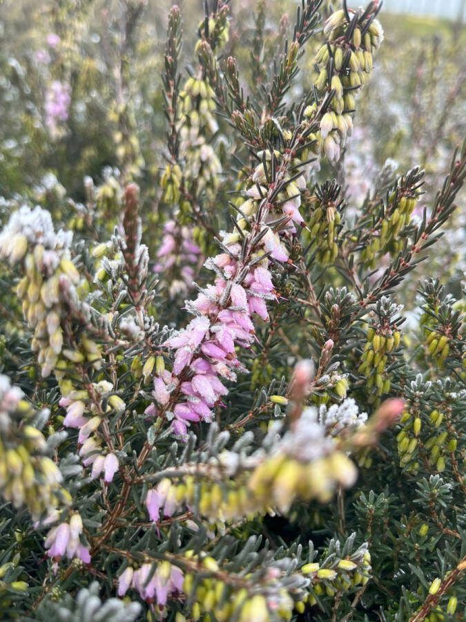 Heide Winter Roze 10 Stuks Erica carnea 'March Seedling' P10.5 Plant Tuinplant