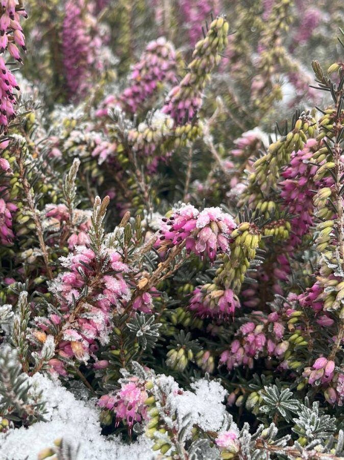 Heide Winter Roze 10 Stuks Erica carnea 'Praecox Rubra' P9.5 Plant Tuinplant