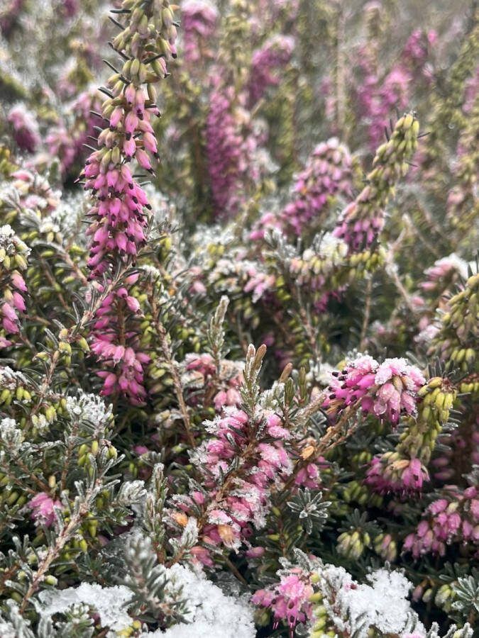 Heide Winter Roze 10 Stuks Erica carnea 'Rosalie' P9.5 Plant Tuinplant