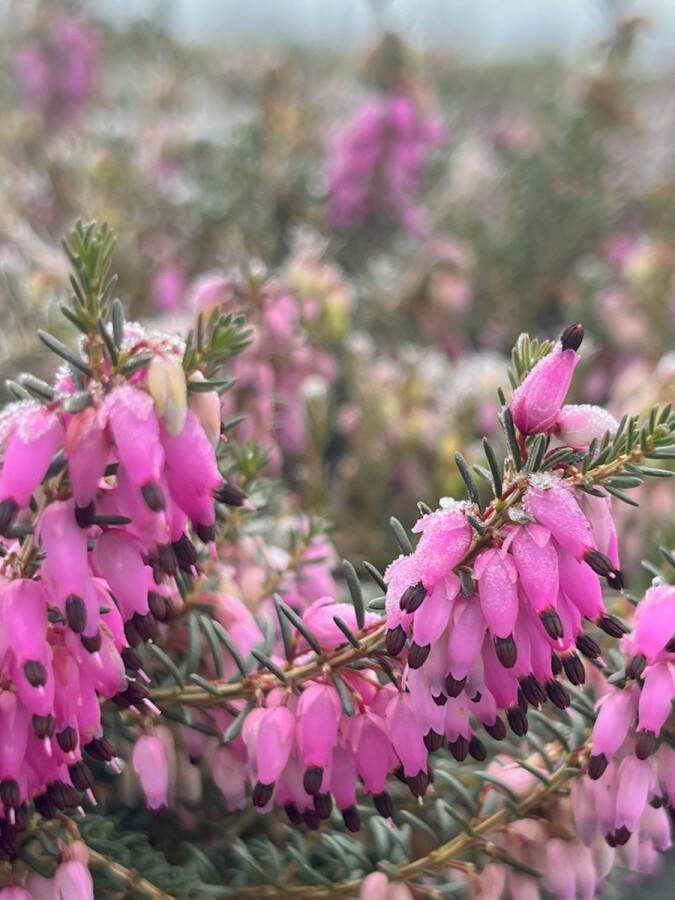 Heide Winter Roze 10 Stuks Erica carnea 'Rubins Pallette' P9.5 Plant Tuinplant