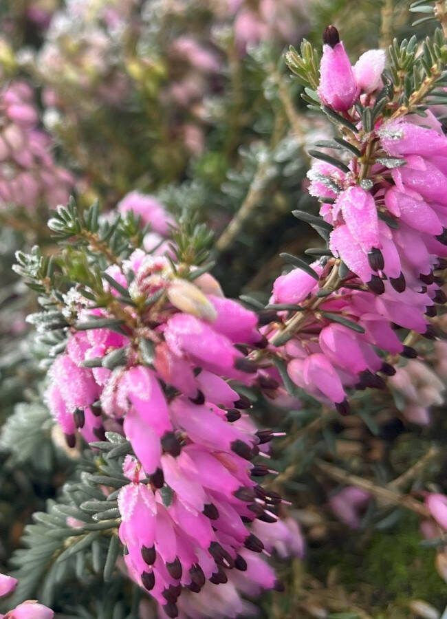 Heide Winter Roze 10 Stuks Erica carnea 'Rubinteppich' P10.5 Plant Tuinplant