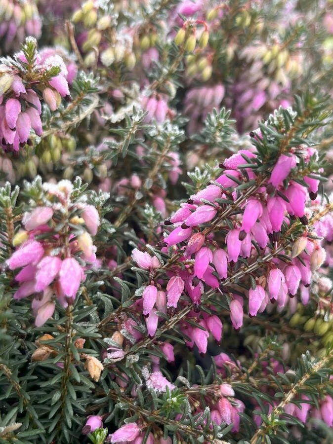 Heide Winter Roze 10 Stuks Erica carnea 'Winter Beauty' P9.5 Plant Tuinplant