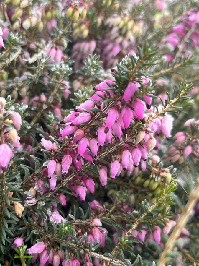 Heide Winter Roze 10 Stuks Erica carnea 'Winterfreude' P9.5 Plant Tuinplant
