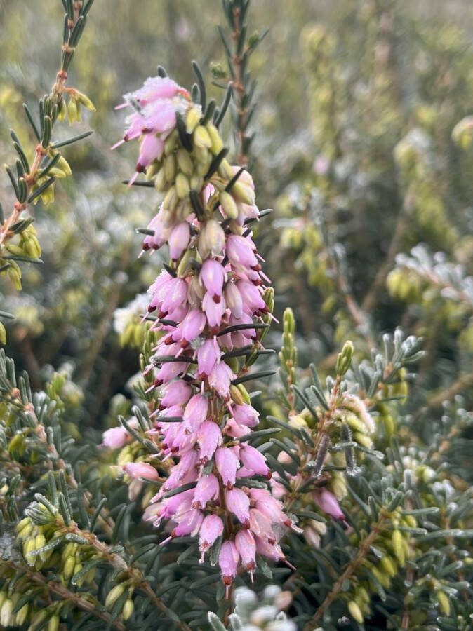 Heide Winter Roze 10 Stuks Erica darleyensis 'Aurélie Brégeon' P9.5 Plant Tuinplant