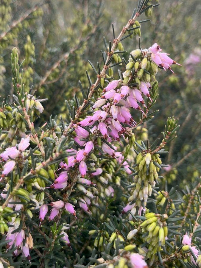 Heide Winter Roze 10 Stuks Erica darleyensis 'Furzey' P9.5 Plant Tuinplant