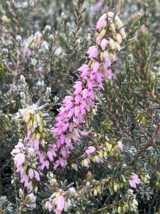 Heide Winter Roze 10 Stuks Erica darleyensis 'Ghost Hills' P9.5 Plant Tuinplant