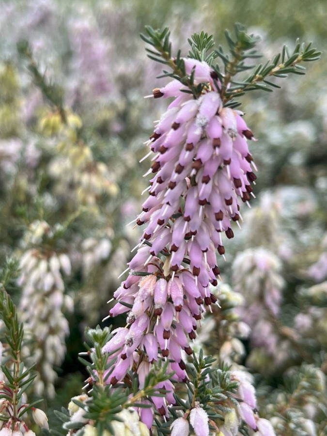 Heide Winter Roze 10 Stuks Erica darleyensis 'J.W. Porter' P10.5 Plant Tuinplant