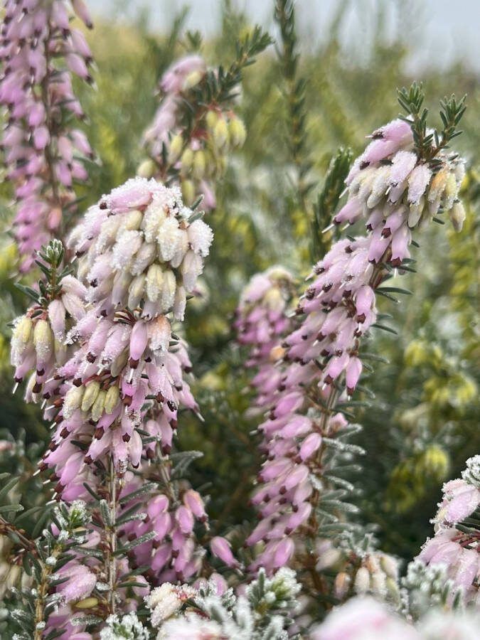 Heide Winter Roze 10 Stuks Erica darleyensis 'Margaret Porter' P9.5 Plant Tuinplant