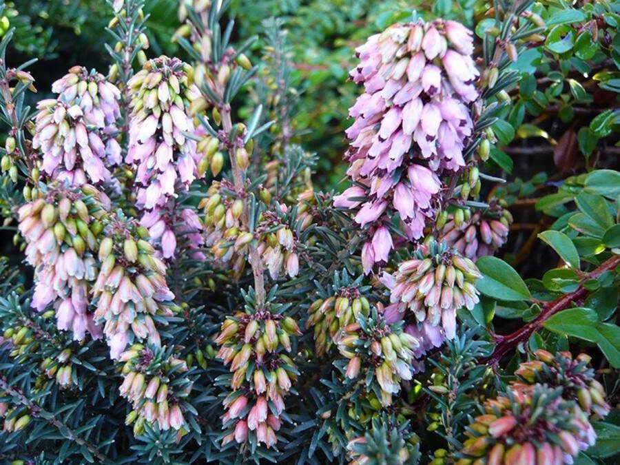 Heide Winter Roze 10 Stuks Erica erigena 'Irish Dusk' P9.5 Plant Tuinplant