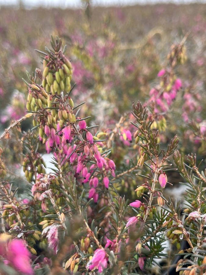 Heide Winter Roze 6 Stuks Erica carnea 'Challenger' 1.5L Plant Tuinplant