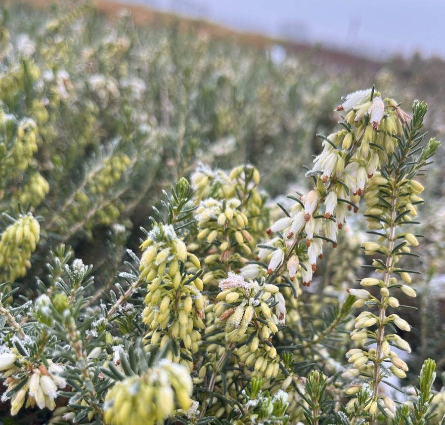 Heide Winter Wit 10 Stuks Erica carnea 'Isabell' P10.5 Plant Tuinplant