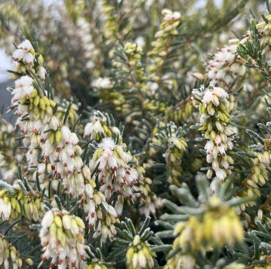 Heide Winter Wit 10 Stuks Erica carnea 'Springwood White' P10.5 Plant Tuinplant