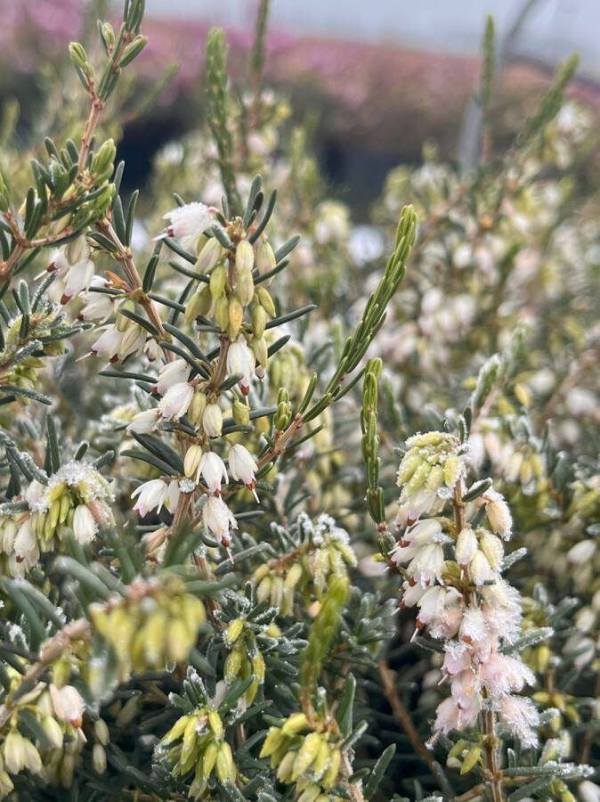Heide Winter Wit 10 Stuks Erica darleyensis 'Silberschmelze' P9.5 Plant Tuinplant