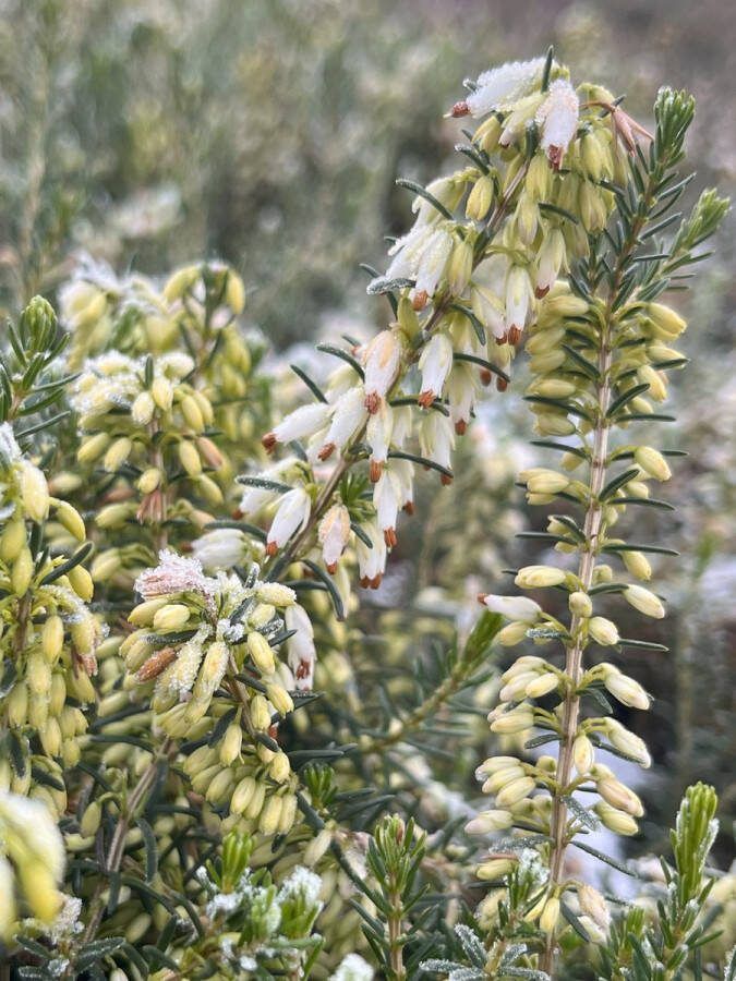 Heide Winter Wit 10 Stuks Erica darleyensis 'Weisse Lena' P9.5 Plant Tuinplant