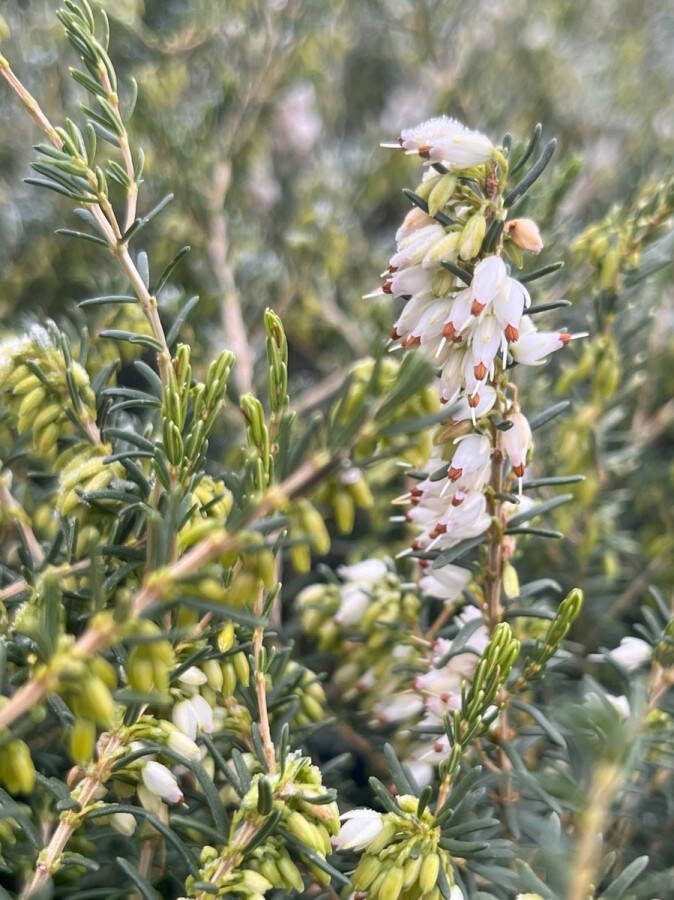 Heide Winter Wit 10 Stuks Erica darleyensis 'White Perfection' P9.5 Plant Tuinplant