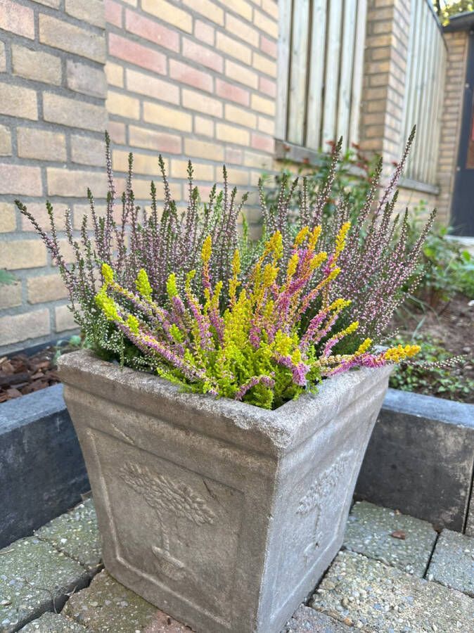 Heide Zomer Geel Roze 10 Stuks Calluna vulgaris 'Blazeaway' P9.5 Plant Tuinplant