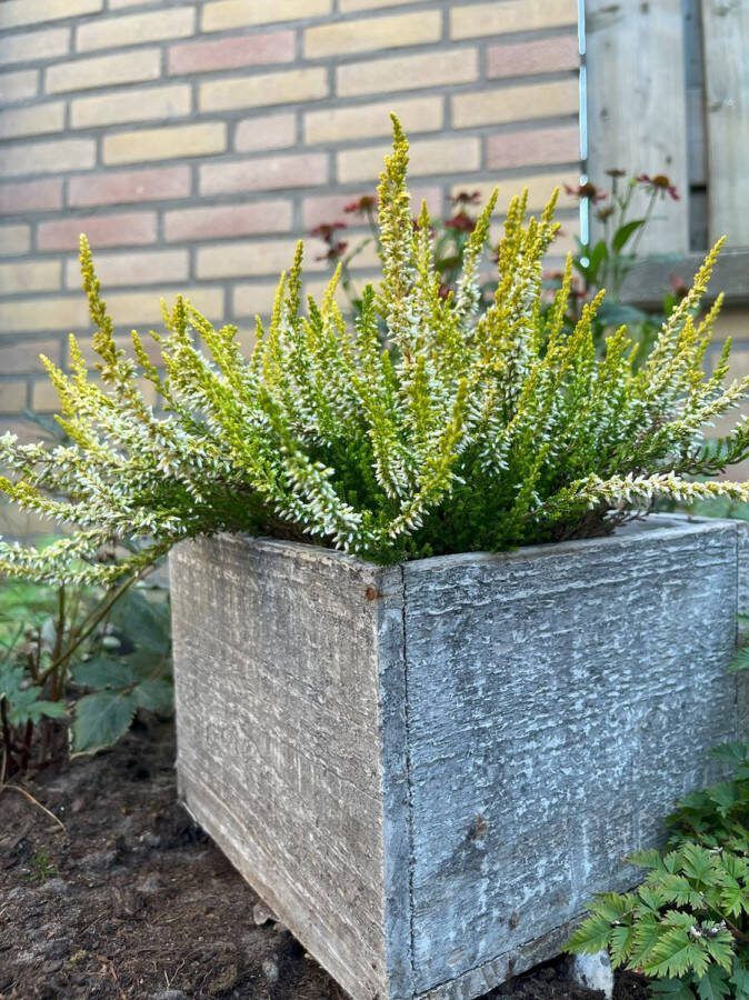 Heide Zomer Geel Wit 10 Stuks Calluna vulgaris 'Beoley Gold' P10.5 Plant Tuinplant