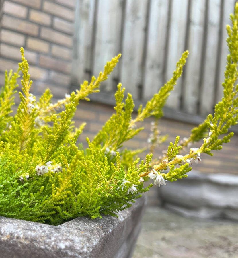 Heide Zomer Geel Wit 10 Stuks Calluna vulgaris 'Gold Haze´ P10.5 Plant Tuinplant