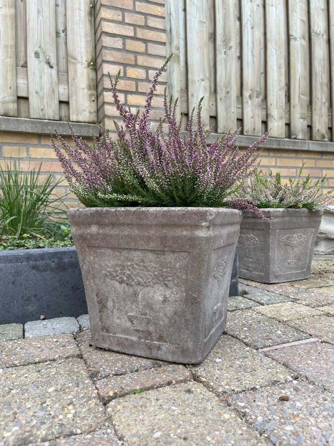 Heide Zomer Paars 10 stuks Calluna vulgaris 'Agnes' P10.5 Plant Tuinplant
