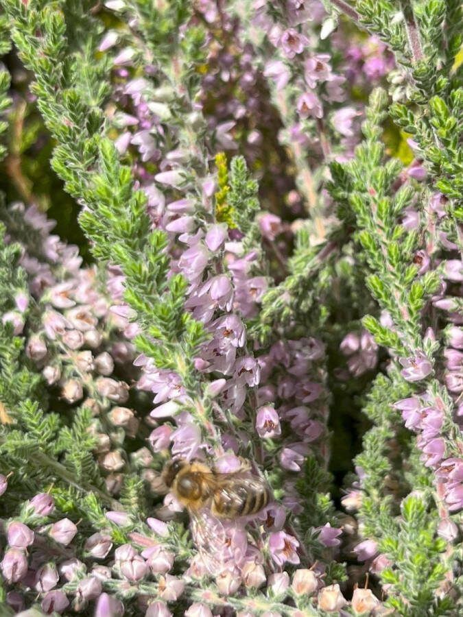Heide Zomer Paars 10 Stuks Calluna vulgaris 'Battle of Arnhem' P9.5 Plant tuinplant
