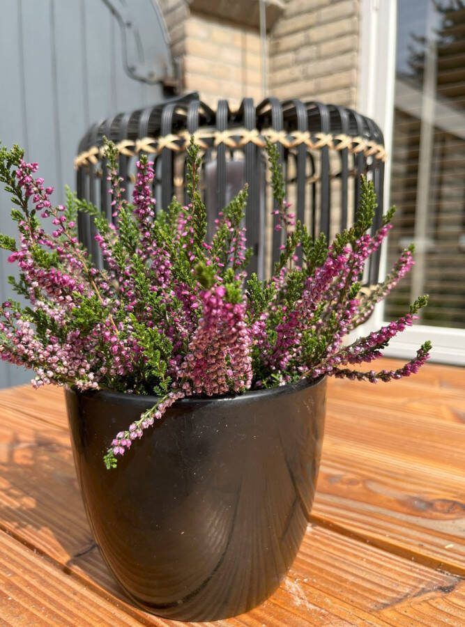 Heide Zomer Paars 10 Stuks Calluna vulgaris 'C.W. Nix' P10.5 Plant Tuinplant