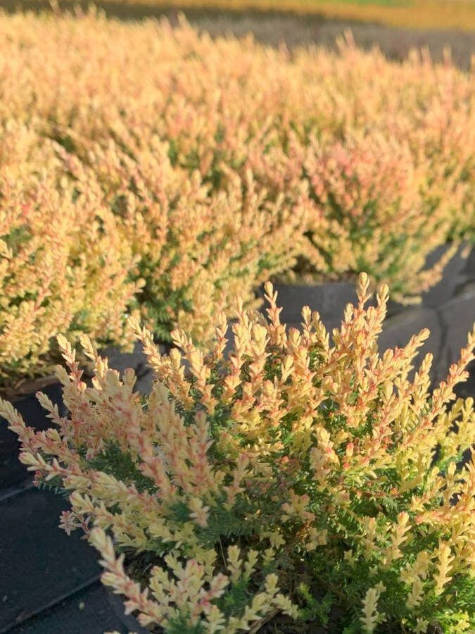 Heide Zomer Paars 10 Stuks Calluna vulgaris 'Eastern Bonfire' P9.5 Plant Tuinplant