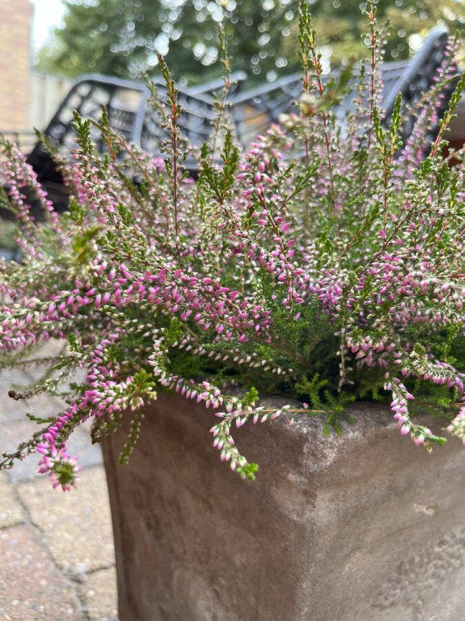 Heide Zomer Paars 10 Stuks Calluna vulgaris 'Marleen' P9.5 Plant Tuinplant