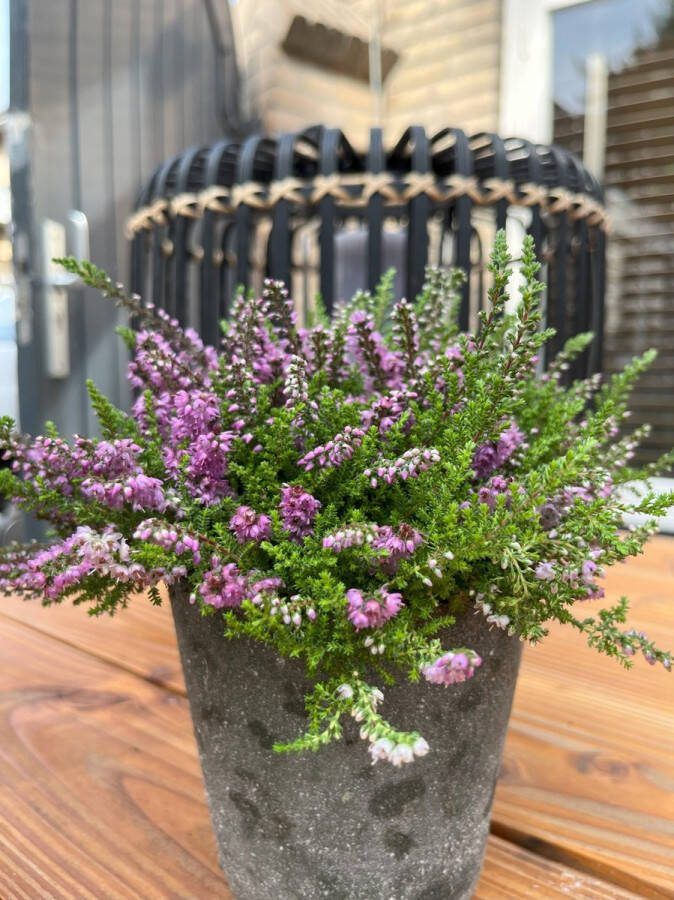 Heide Zomer Paars 10 Stuks Calluna vulgaris 'Mullion' P10.5 Plant Tuinplant