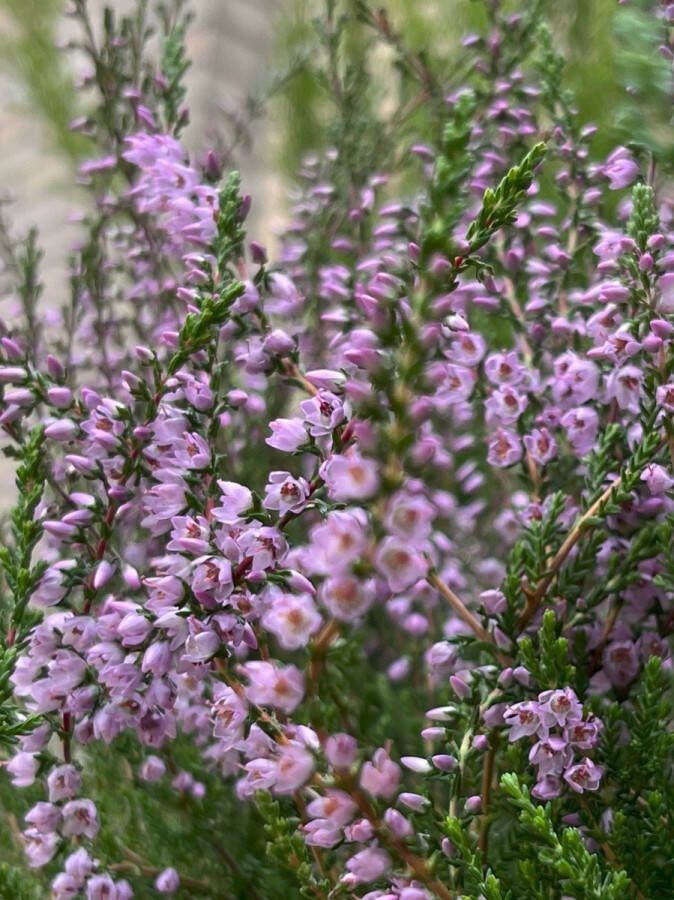 Heide Zomer Paars 10 Stuks Calluna vulgaris 'Tib' P9.5 Plant Tuinplant