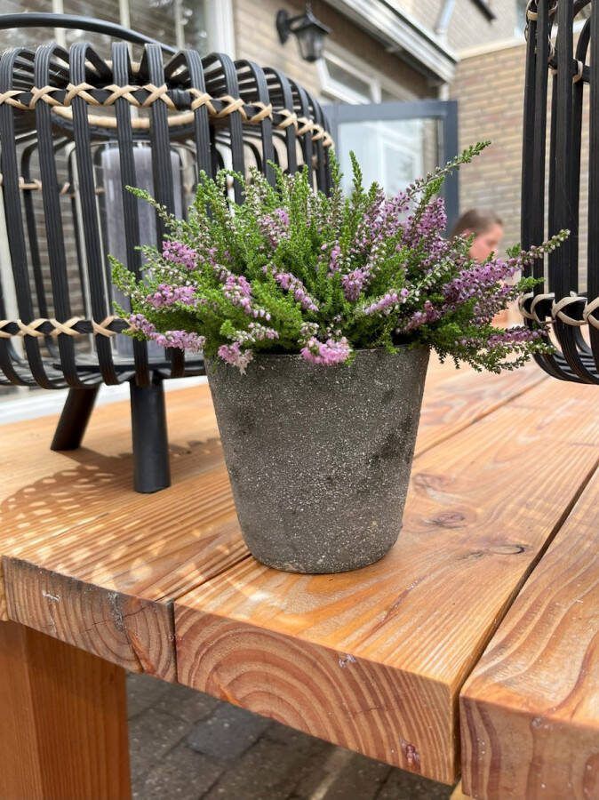 Heide Zomer Rood 10 stuks Calluna vulgaris 'Allegro' P9.5 Plant Tuinplant