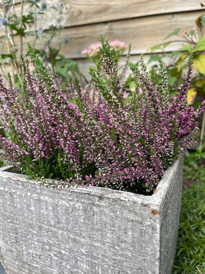 Heide Zomer Rood 10 stuks Calluna vulgaris 'Amethyst' P10.5 Plant Tuinplant