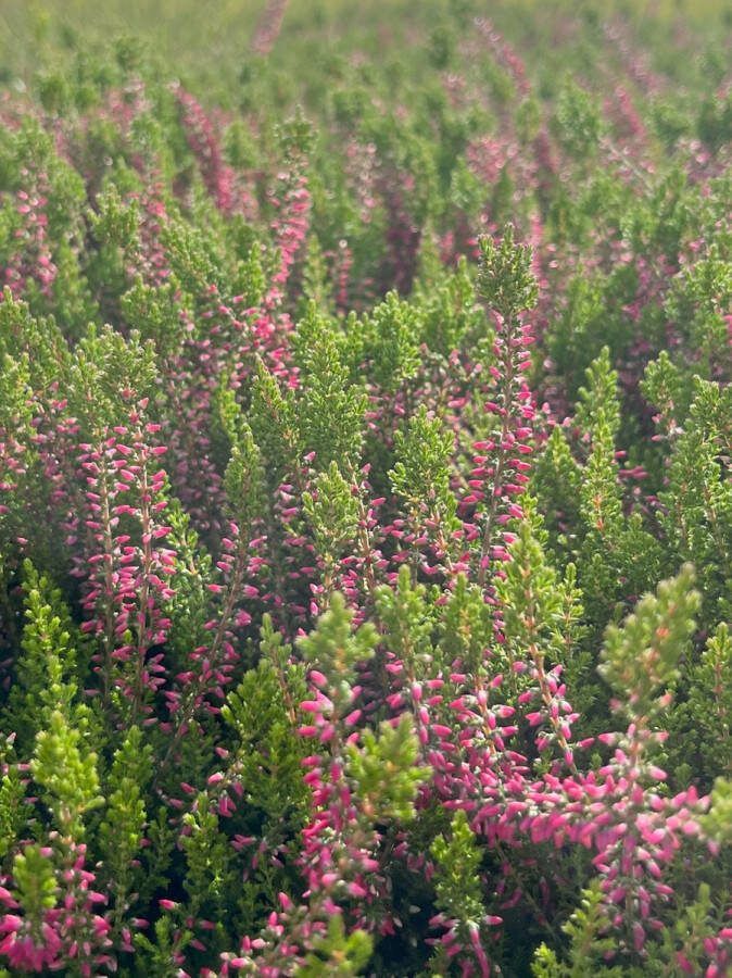 Heide Zomer Rood 10 stuks Calluna vulgaris 'Angie' P10.5 Plant Tuinplant