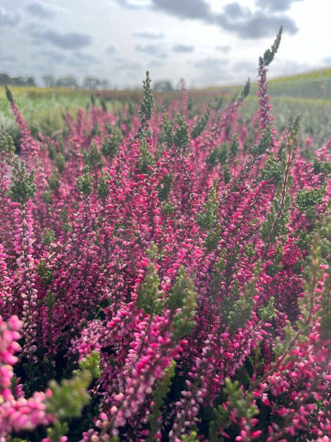 Heide Zomer Rood 10 Stuks Calluna vulgaris 'Athene' P10.5 Plant Tuinplant