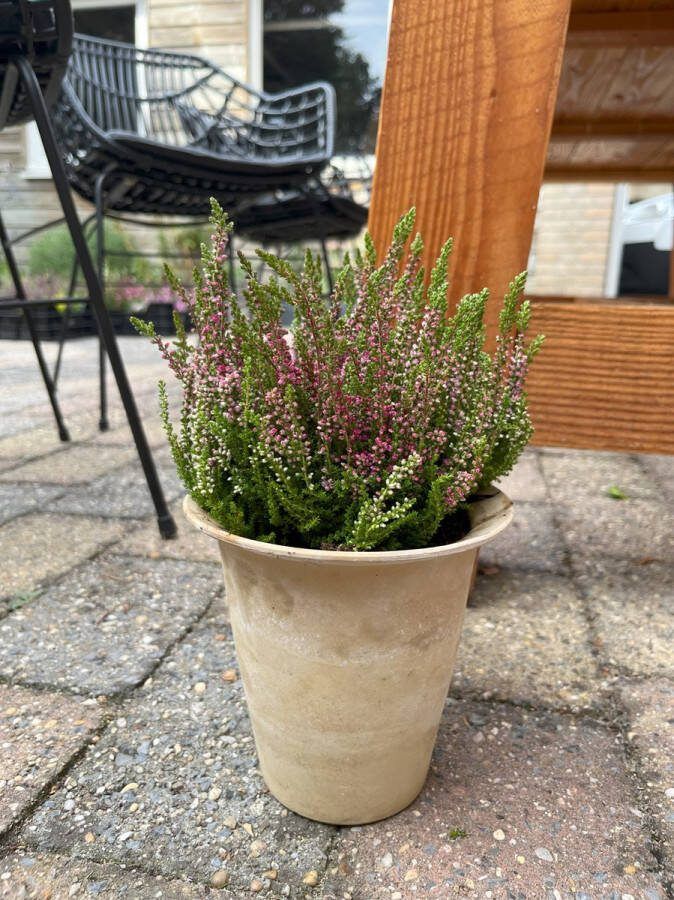 Heide Zomer Rood 10 Stuks Calluna vulgaris 'Dark Beauty' P9.5 Plant Tuinplant
