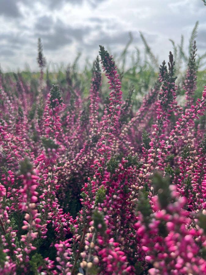 Heide Zomer Rood 10 Stuks Calluna vulgaris 'Katja' P10.5 Plant Tuinplant