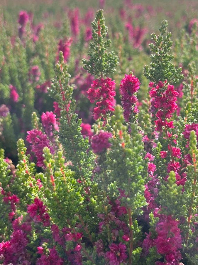 Heide Zomer Roze 10 Stuks Calluna vulgaris 'Dark Star' P10.5 Plant Tuinplant