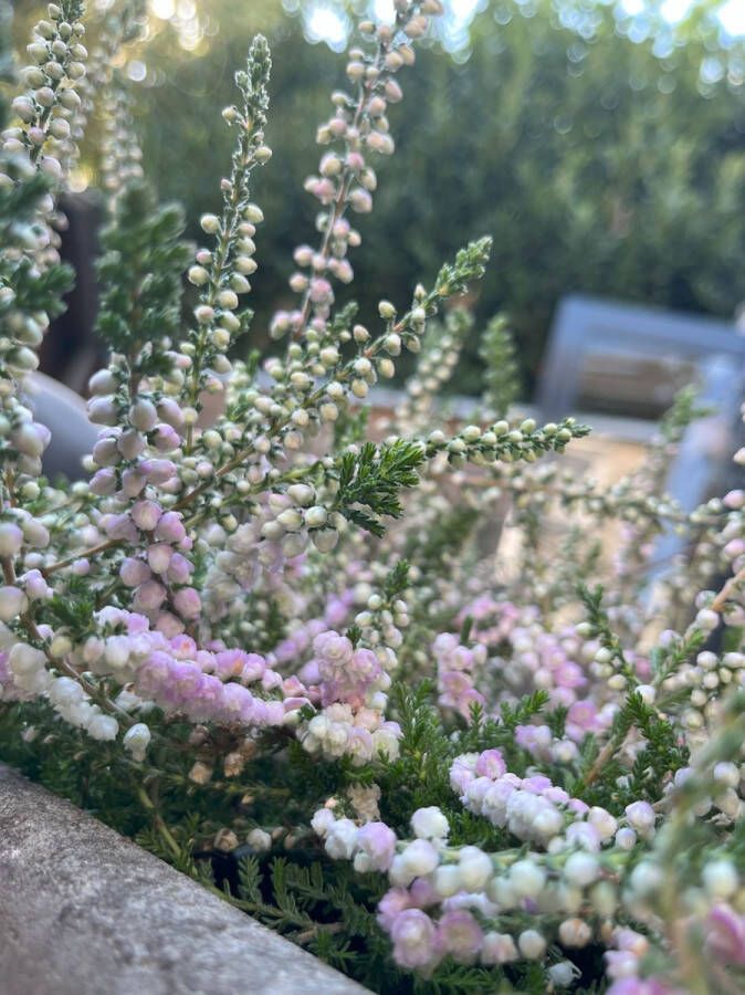 Heide Zomer Roze 10 Stuks Calluna vulgaris 'Elsie Purnell' P9.5 Plant Tuinplant