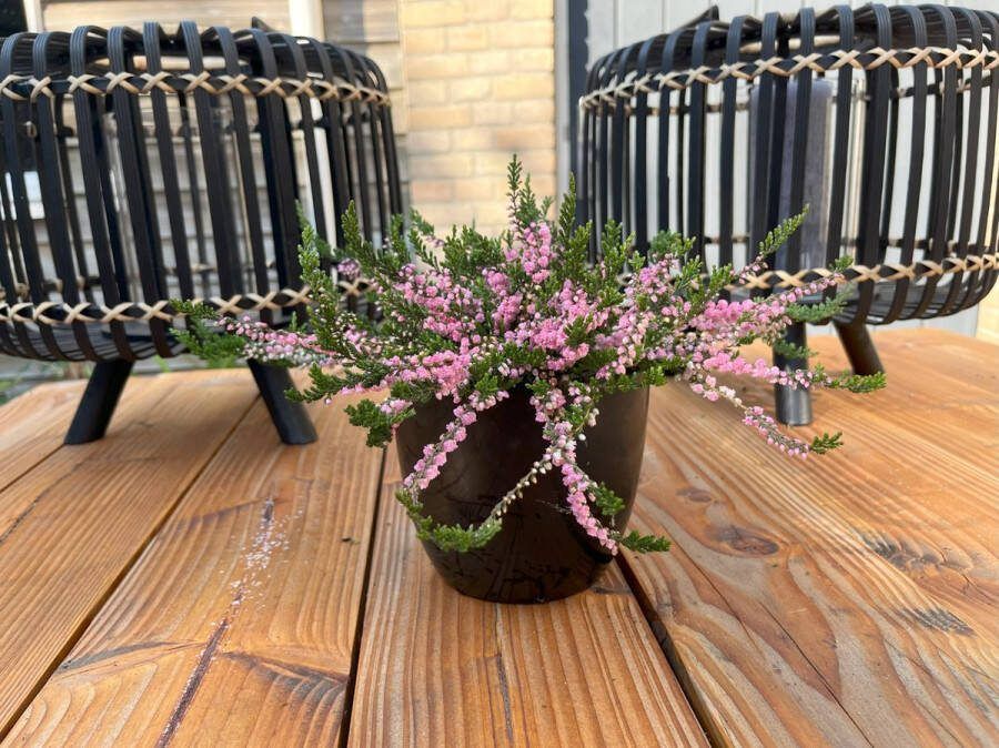 Heide Zomer Roze 10 Stuks Calluna vulgaris 'J. H. Hamilton' P10.5 Plant Tuinplant