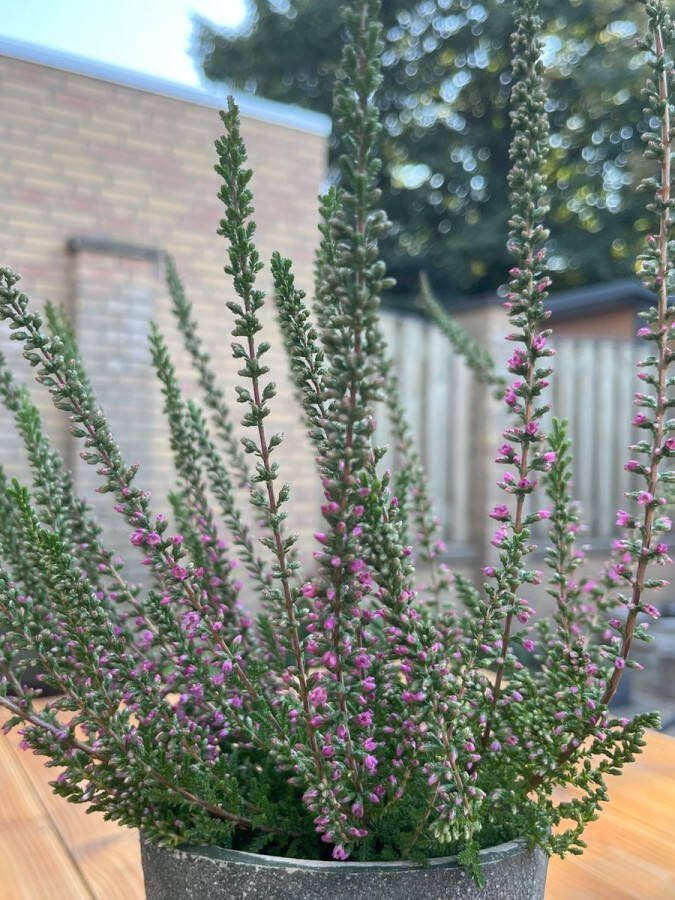 Heide Zomer Roze 10 Stuks Calluna vulgaris 'Perestrojka' P10.5 Plant Tuinplant