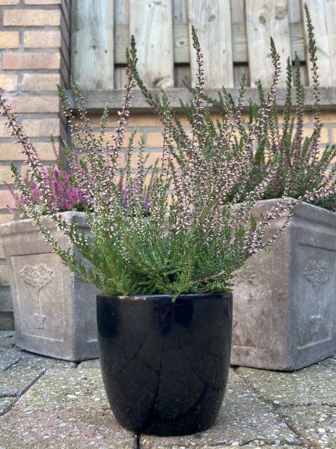 Heide Zomer Roze 10 Stuks Calluna vulgaris 'Pink Angie' P10.5 Plant Tuinplant