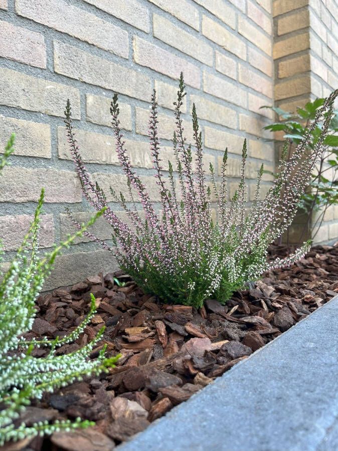 Heide Zomer Roze 10 Stuks Calluna vulgaris 'Pink Bettina' P10.5 Plant Tuinplant
