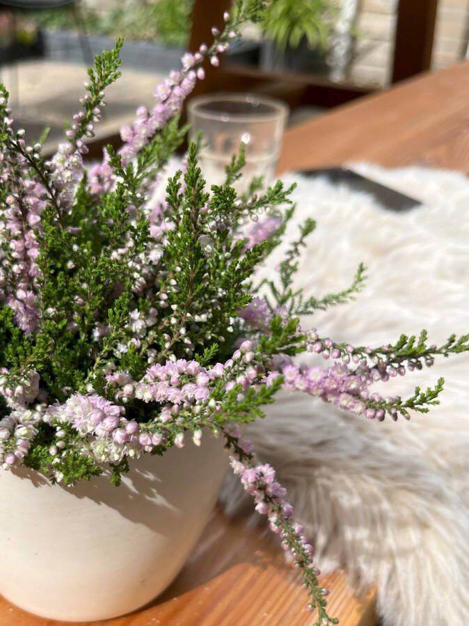 Heide Zomer Roze 10 Stuks Calluna vulgaris 'Radnor' P9.5 Plant Tuinplant