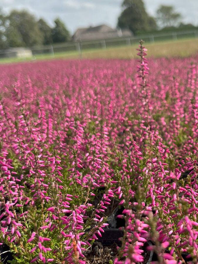 Heide Zomer Roze 6 Stuks Calluna vulgaris 'Marlies' 1.5L Plant Tuinplant