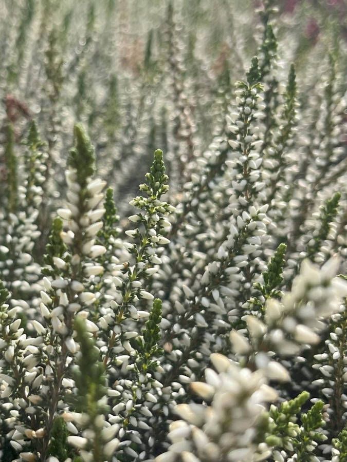 Heide Zomer Wit 10 Stuk Calluna vulgaris 'Elisa' P10.5 Plant Tuinplant