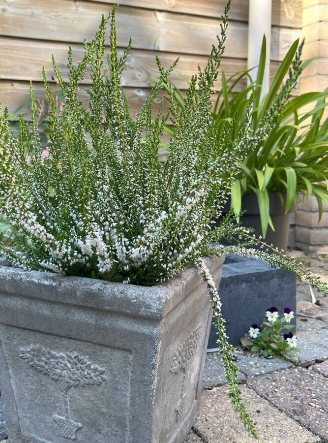 Heide Zomer Wit 10 Stuk Calluna vulgaris 'Long White' P10.5 Plant Tuinplant