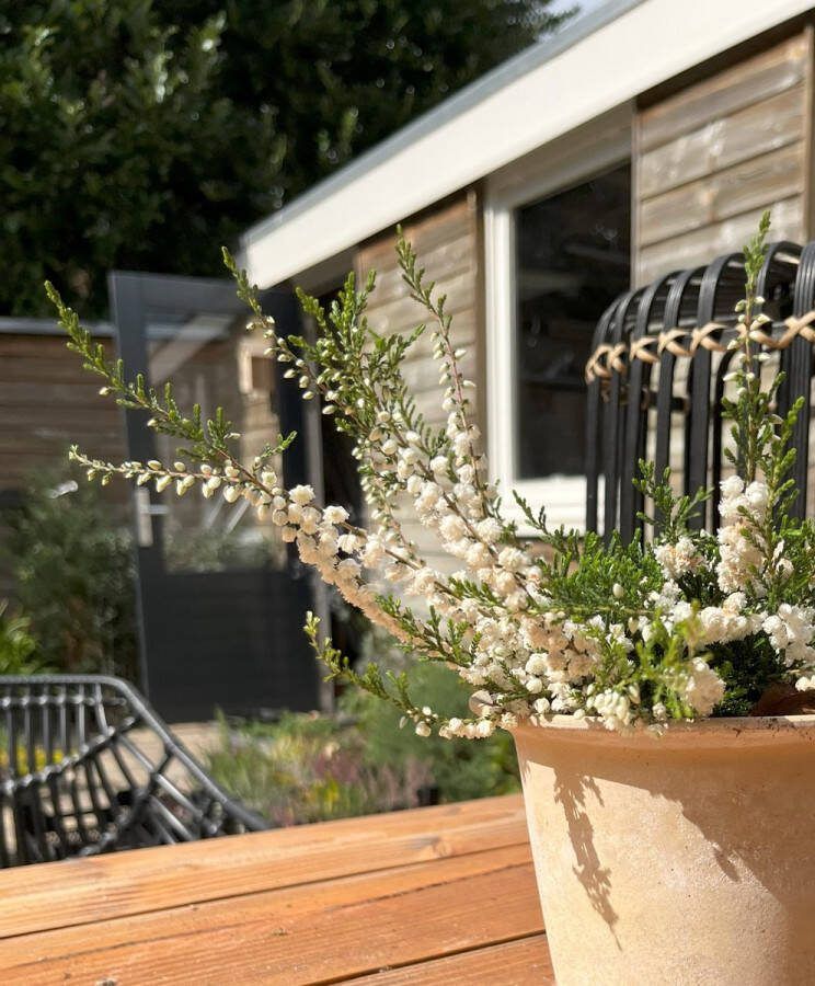 Heide Zomer Wit 10 stuks Calluna vulgaris 'Alba Plena' P9.5 Plant Tuinplant