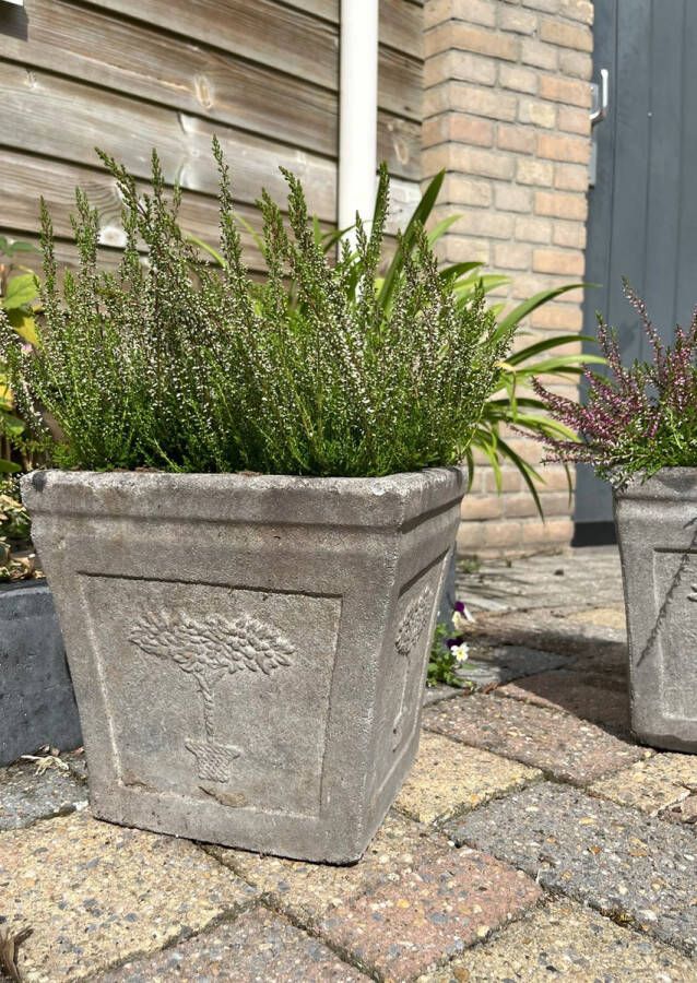 Heide Zomer Wit 10 stuks Calluna vulgaris 'Alicia' P10.5 Plant Tuinplant
