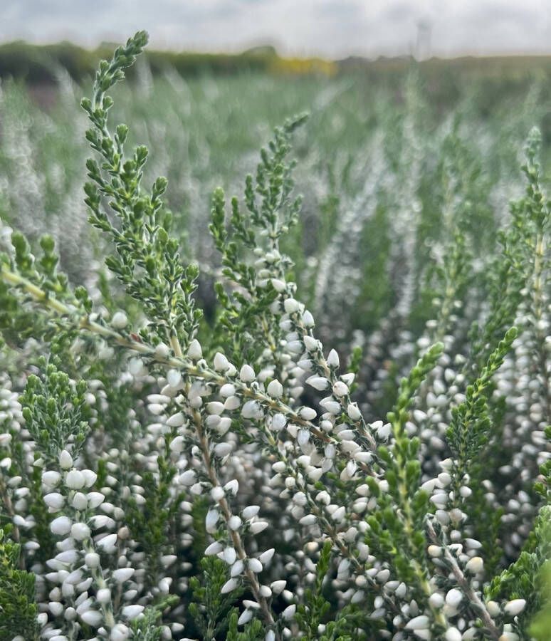Heide Zomer Wit 10 Stuks Calluna vulgaris 'Bettina' P10.5 Plant Tuinplant