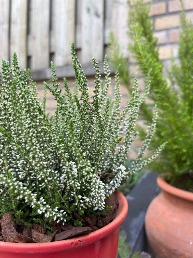 Heide Zomer Wit 10 Stuks Calluna vulgaris 'Helena' P10.5 Plant Tuinplant